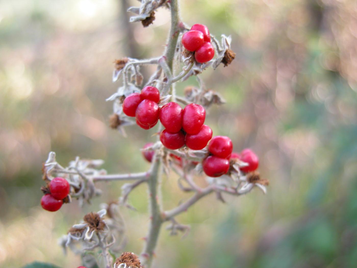 Bramble, Rock fruit